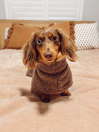 Mocha - Dachshund breed size coat